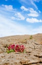 Holyland Series - Ramon Crater Makhtesh - desert blossom 3